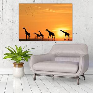 Moderný obraz - žirafy (Obraz 60x40cm)
