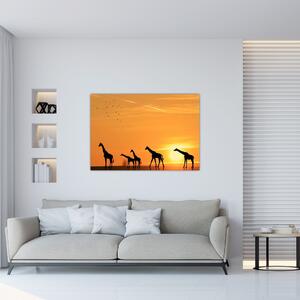 Moderný obraz - žirafy (Obraz 60x40cm)