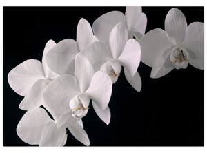 Obraz - biele orchidey (Obraz 60x40cm)