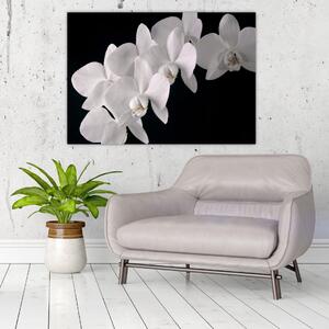 Obraz - biele orchidey (Obraz 60x40cm)