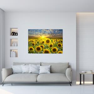 Obraz slnečníc (Obraz 60x40cm)