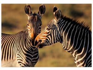 Obraz - zebry (Obraz 60x40cm)