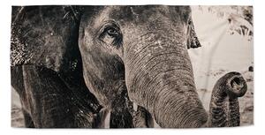 Sablio Uterák Slon - 30x50 cm
