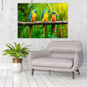 Moderný obraz - papagáje (Obraz 60x40cm)