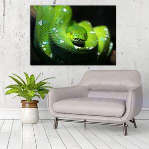 Obraz zvierat - had (Obraz 60x40cm)