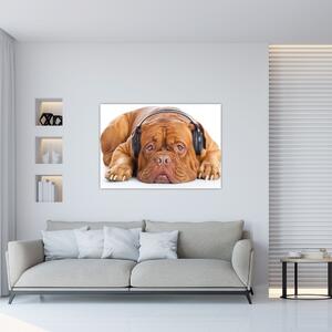 Moderný obraz - pes so slúchadlami (Obraz 60x40cm)
