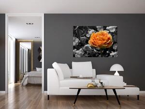 Oranžový kvet na čiernobielom pozadí - obraz (Obraz 60x40cm)