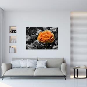 Oranžový kvet na čiernobielom pozadí - obraz (Obraz 60x40cm)