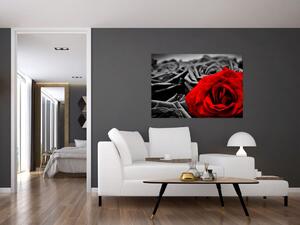 Obraz červené ruže (Obraz 60x40cm)