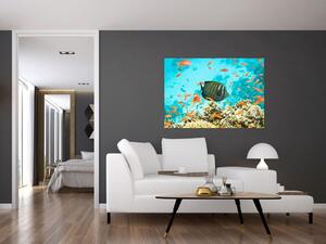 Obraz rýb v akváriami (Obraz 60x40cm)