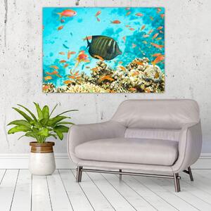 Obraz rýb v akváriami (Obraz 60x40cm)