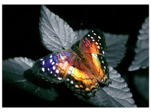Motýľ na liste - obraz (Obraz 60x40cm)