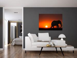 Obraz slona v zapadajúcom slnku (Obraz 60x40cm)