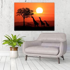 Obraz žirafy pri západe slnka (Obraz 60x40cm)
