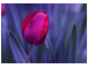 Obraz - tulipán (Obraz 60x40cm)