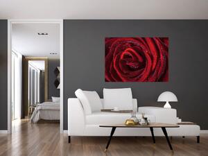 Obraz červené ruže (Obraz 60x40cm)