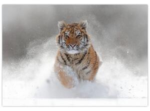 Obraz bežiaceho tigra (Obraz 60x40cm)