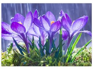 Obraz kvetov pri daždi (Obraz 60x40cm)
