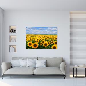 Obraz - slnečnica (Obraz 60x40cm)