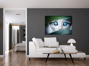 Obraz mačky, žiarivé oči (Obraz 60x40cm)