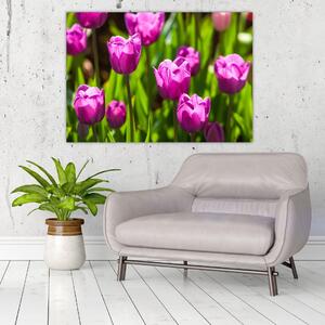 Obraz kvitnúcich tulipánov (Obraz 60x40cm)