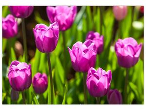 Obraz kvitnúcich tulipánov (Obraz 60x40cm)