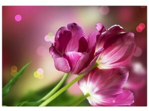 Obraz tulipánov (Obraz 60x40cm)