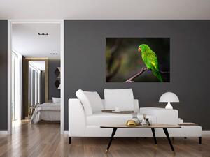 Obraz zeleného papagája (Obraz 60x40cm)