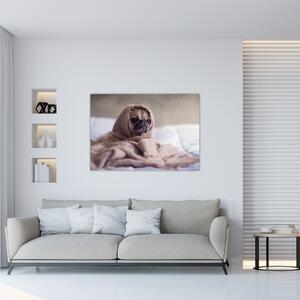Obraz - pes v deke (Obraz 60x40cm)