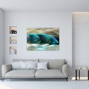 Obraz na stenu - ryby (Obraz 60x40cm)