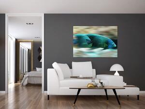 Obraz na stenu - ryby (Obraz 60x40cm)