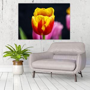 Obraz tulipánu (Obraz 60x40cm)