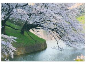 Obraz kvitnúcich stromov (Obraz 60x40cm)