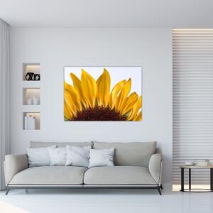 Obraz kvetu slnečnice (Obraz 60x40cm)
