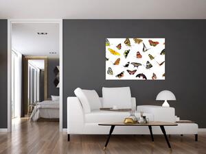 Obrazy motýľov (Obraz 60x40cm)