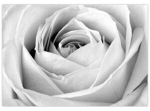 Čiernobiely obraz ruže (Obraz 60x40cm)