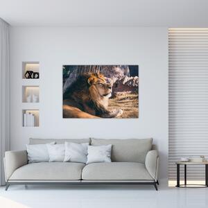Obraz - ležiaci lev (Obraz 60x40cm)