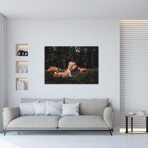 Obrazy - levy v lese (Obraz 60x40cm)