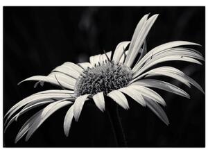 Čiernobiely obraz kvetu (Obraz 60x40cm)