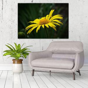 Obraz žltého kvetu (Obraz 60x40cm)