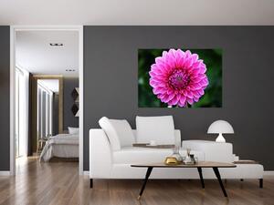 Obraz ružového kvetu (Obraz 60x40cm)