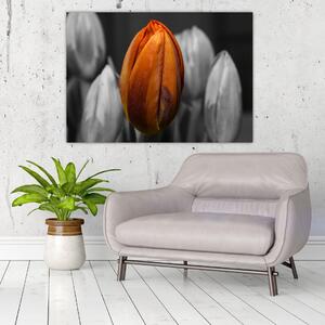 Oranžový tulipán medzi čiernobielymi - obraz (Obraz 60x40cm)