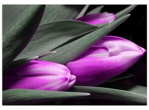 Obraz fialových tulipánov (Obraz 60x40cm)