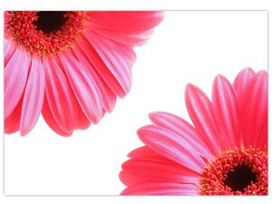 Obraz kvetín - astra (Obraz 60x40cm)