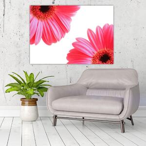 Obraz kvetín - astra (Obraz 60x40cm)