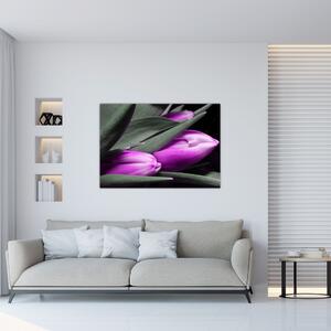 Obraz fialových tulipánov (Obraz 60x40cm)
