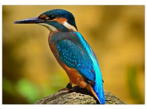 Obraz - farebný vták (Obraz 60x40cm)