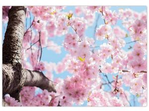Kvitnúce strom - obraz (Obraz 60x40cm)