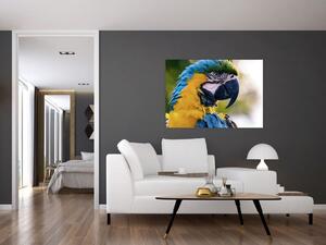 Obraz - papagáj (Obraz 60x40cm)
