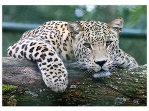 Obraz leopard (Obraz 60x40cm)
